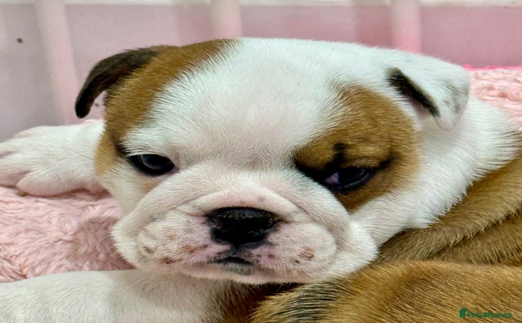 English Bulldog dogs - Advert 3