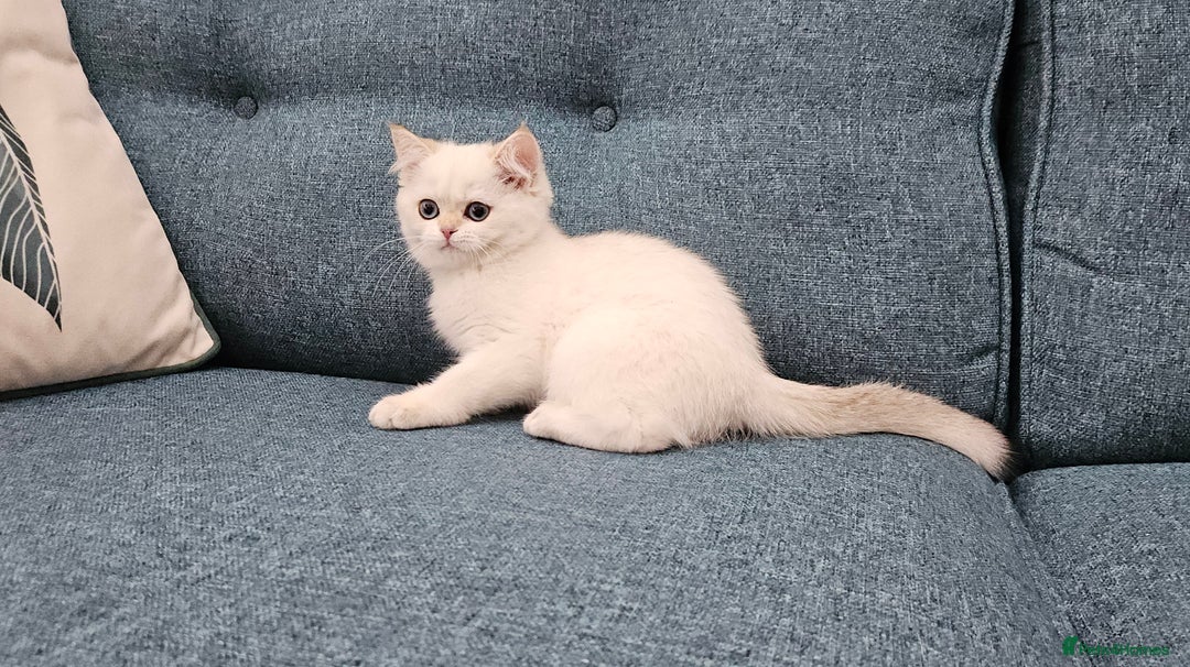 Scottish Fold cats for sale: Excellent Scottish straight kittens  - Image 25