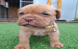 Dogue De Bordeaux dogs for sale: Dogue de Bordeaux pups  - Image 15