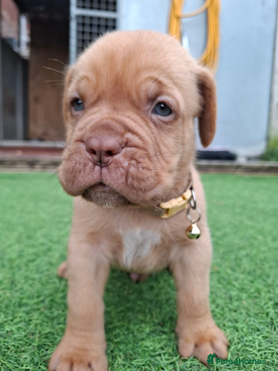 Dogue De Bordeaux dogs for sale: Dogue de Bordeaux pups  - Image 15