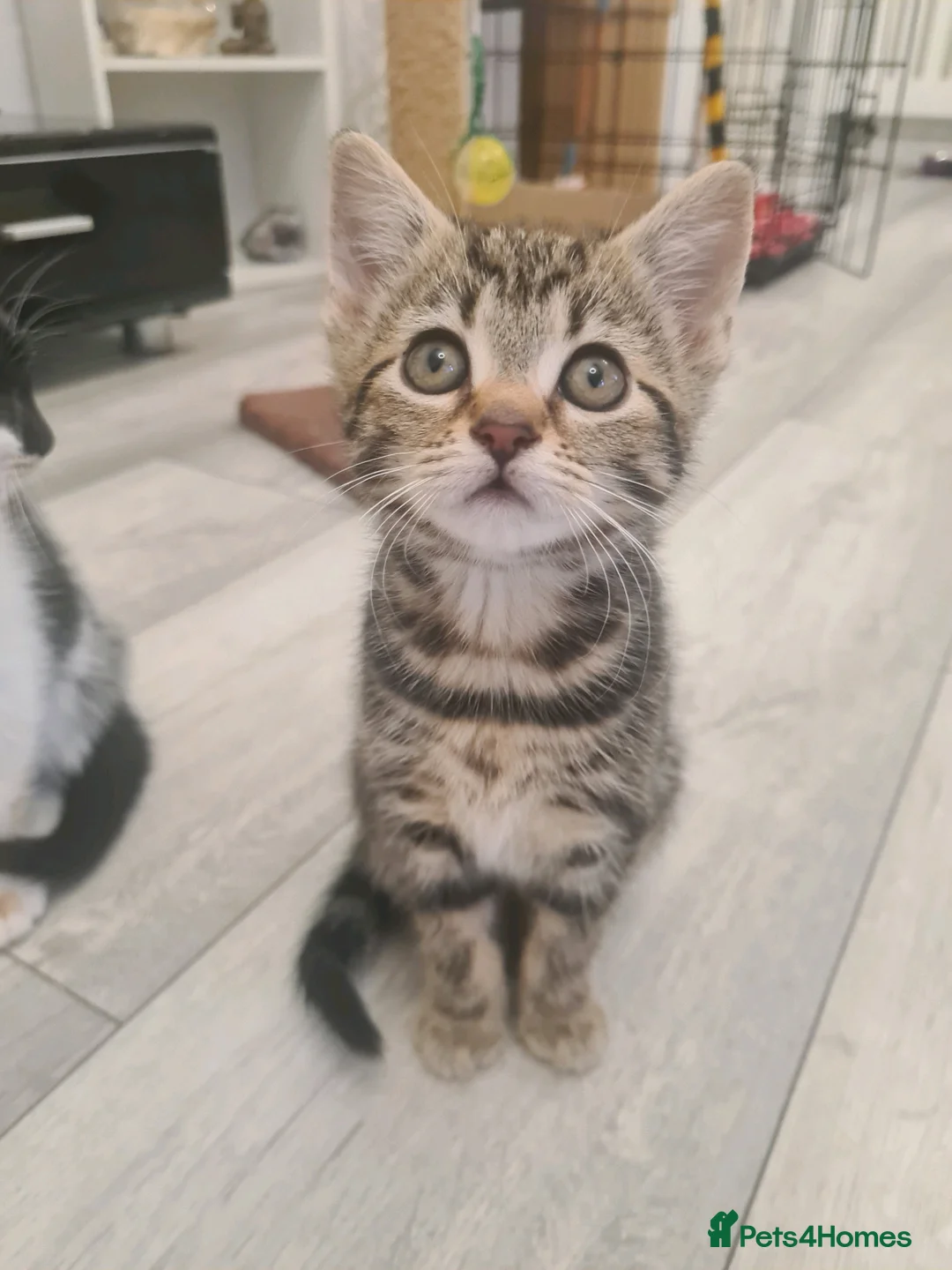 Mixed Breed cats for sale: 3 beautiful kittens  in Liverpool - Advert 23