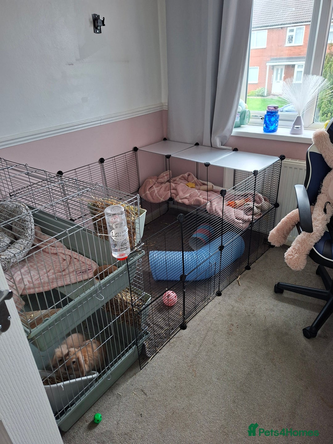 Mixed Breed rabbits for sale: Mini lop x lion head - Advert 3