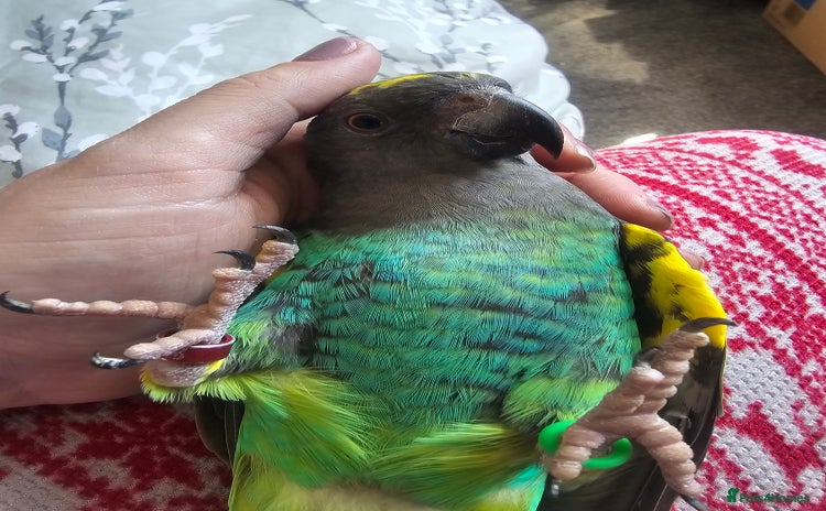 Parrots birds - Advert 9
