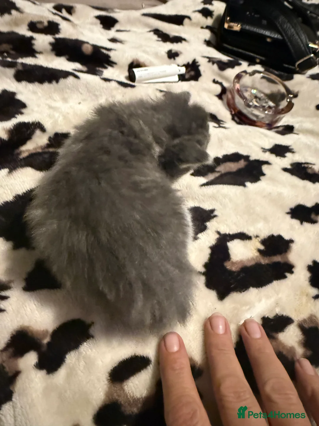 Norwegian Forest Cat cats for sale: Fluffy purrfeecctt bundles of love  - Advert 12