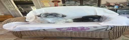 Shih Tzu dogs for sale: Gorgeous gold Shih Tzu male  - Advert 2