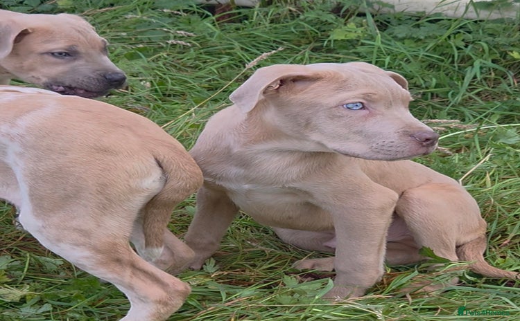 Mixed Breed dogs - Advert 2
