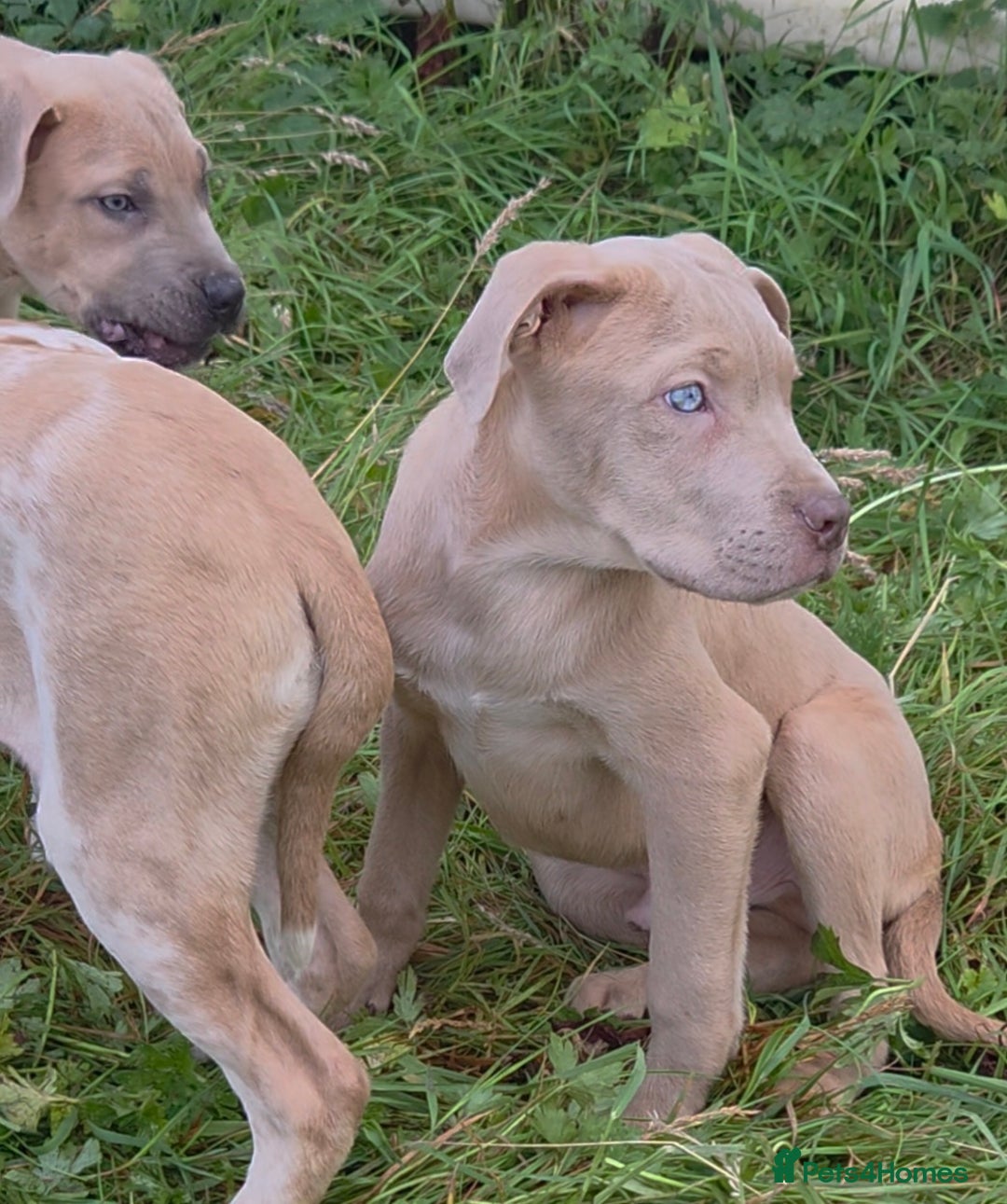Mixed Breed dogs for sale: Cane Corso/Presa Canario Molloser dogs  - Image 1
