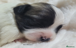 Mixed Breed dogs for sale: 🐶 Adorable La-Chon Puppies-Ready 1st December 🐶 - Image 15