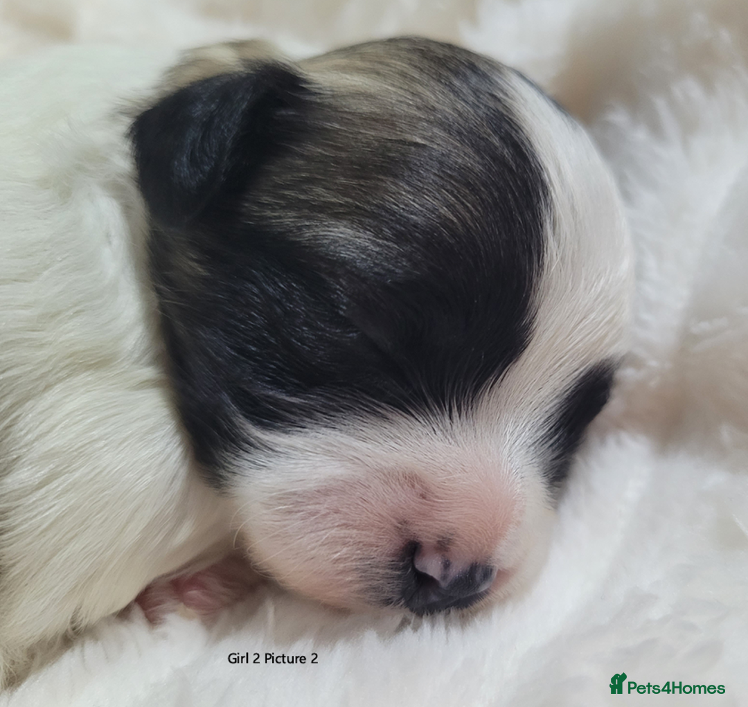 Mixed Breed dogs for sale: 🐶 Adorable La-Chon Puppies-Ready 1st December 🐶 - Image 15