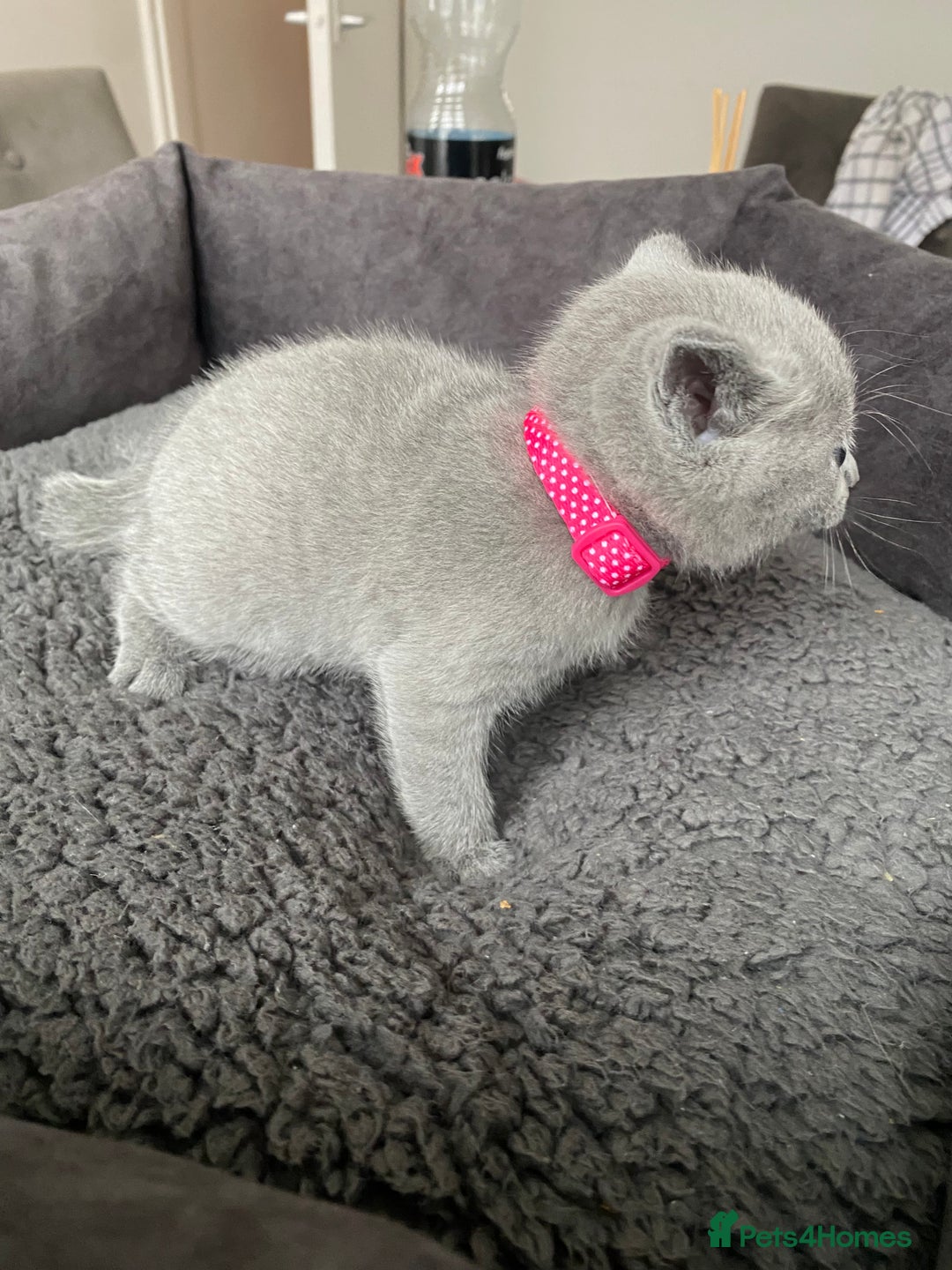 Russian Blue cats for sale: Russian blue kittens  - Advert 35