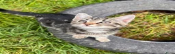 Mixed Breed cats for sale: Silver tabby kittens in Liskeard - Advert 6