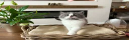 Mixed Breed cats for sale: Chunky fluffy kittens  - Advert 4