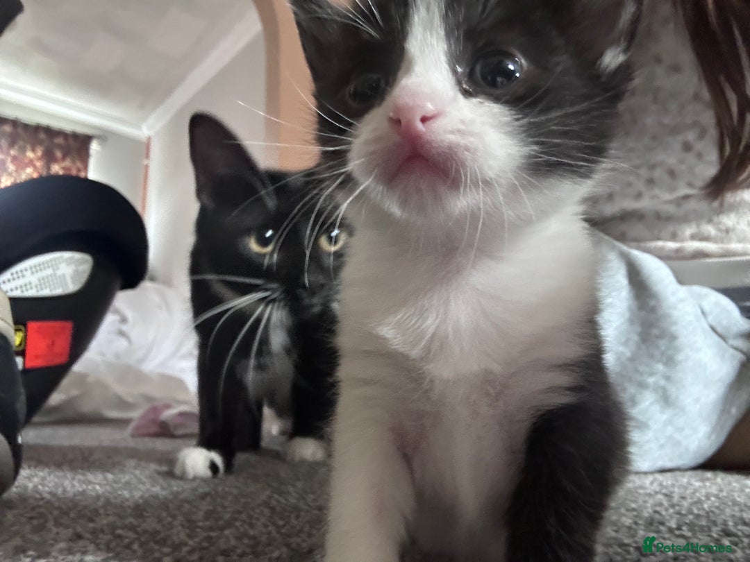Mixed Breed cats for sale: 2 Beautiful girls for sale  - Image 6