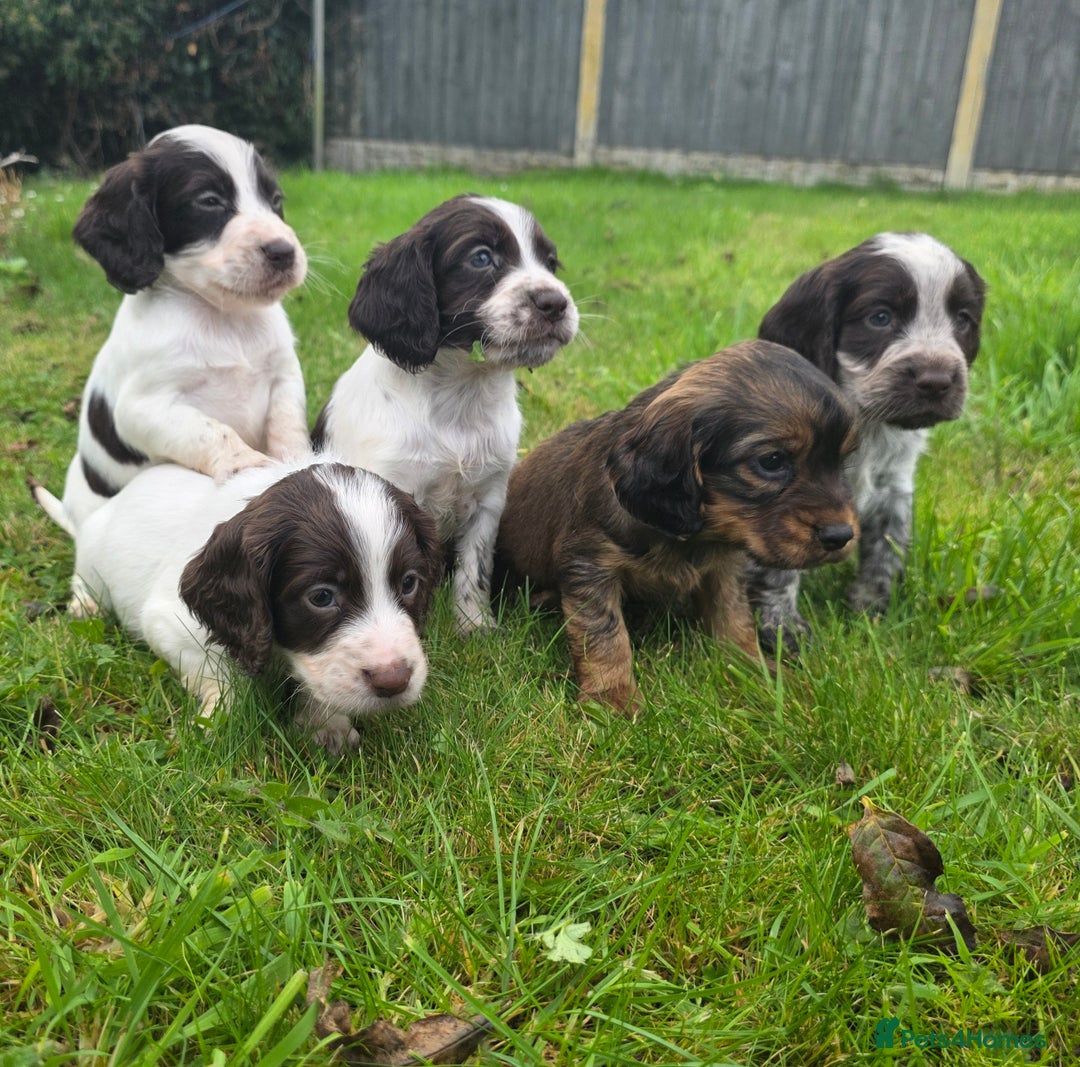 Cocker Spaniel dogs for sale: WORKING COCKER SPANIELS ..DNA CLEAR - Image 24