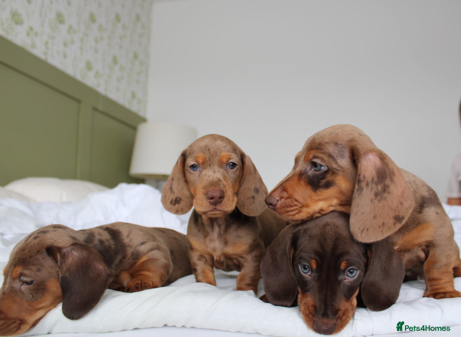 Miniature Dachshund dogs Miniature Dachshund puppies  - Advert 13