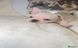 French Bulldog dogs for sale: French Bulldog puppies for sale - Image 8