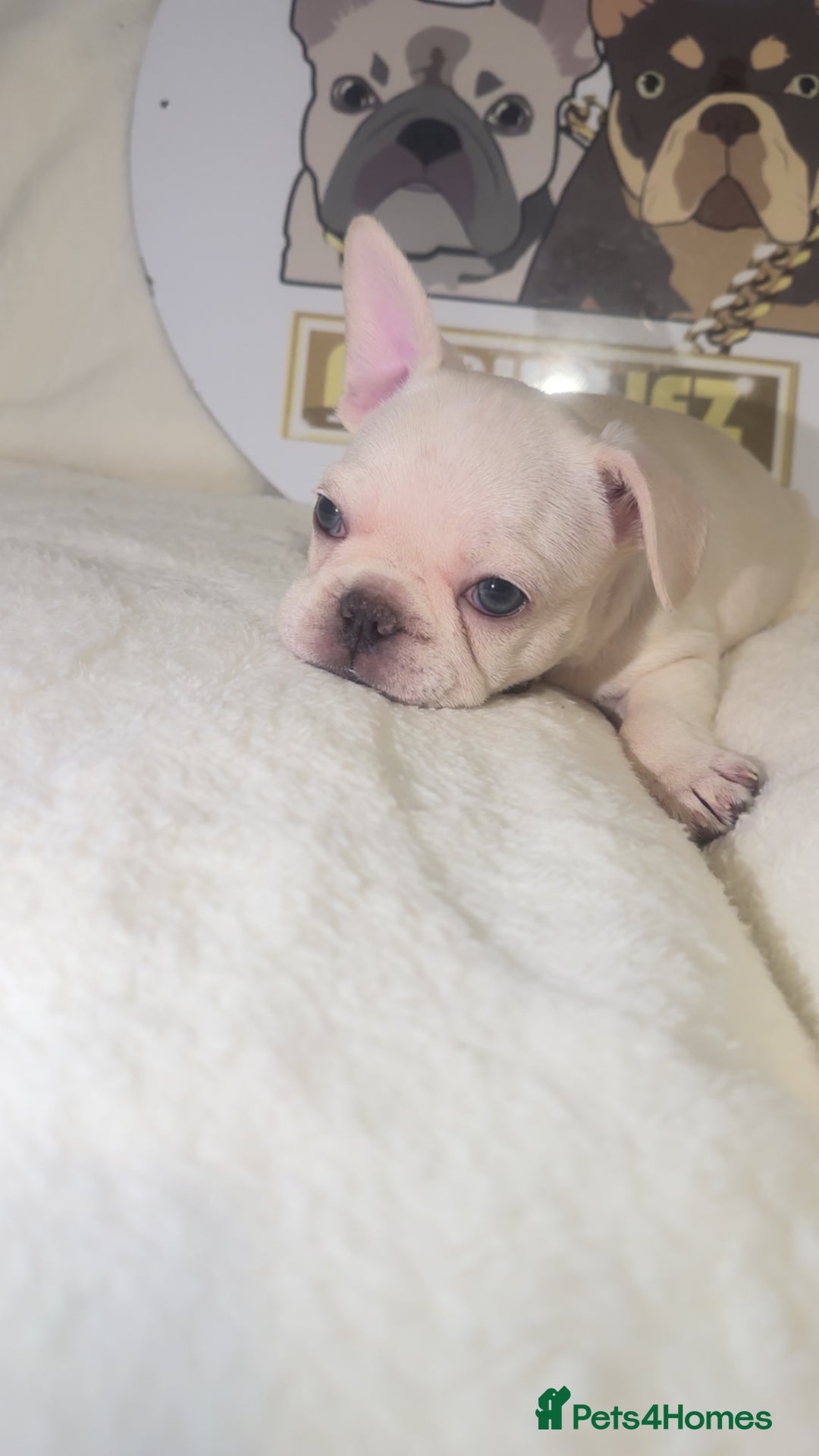French Bulldog dogs for sale: French Bulldog puppies for sale - Image 8