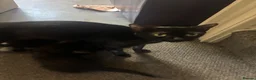Mixed Breed cats for sale: Black kittens in Salford - Advert 3