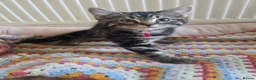 Mixed Breed cats for sale: Tabby cross persian kittens for sale  - Advert 7