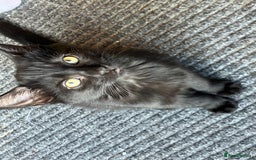 Mixed Breed cats for sale: 3 Black/brown striped Tabby cross Kittens  - Image 7
