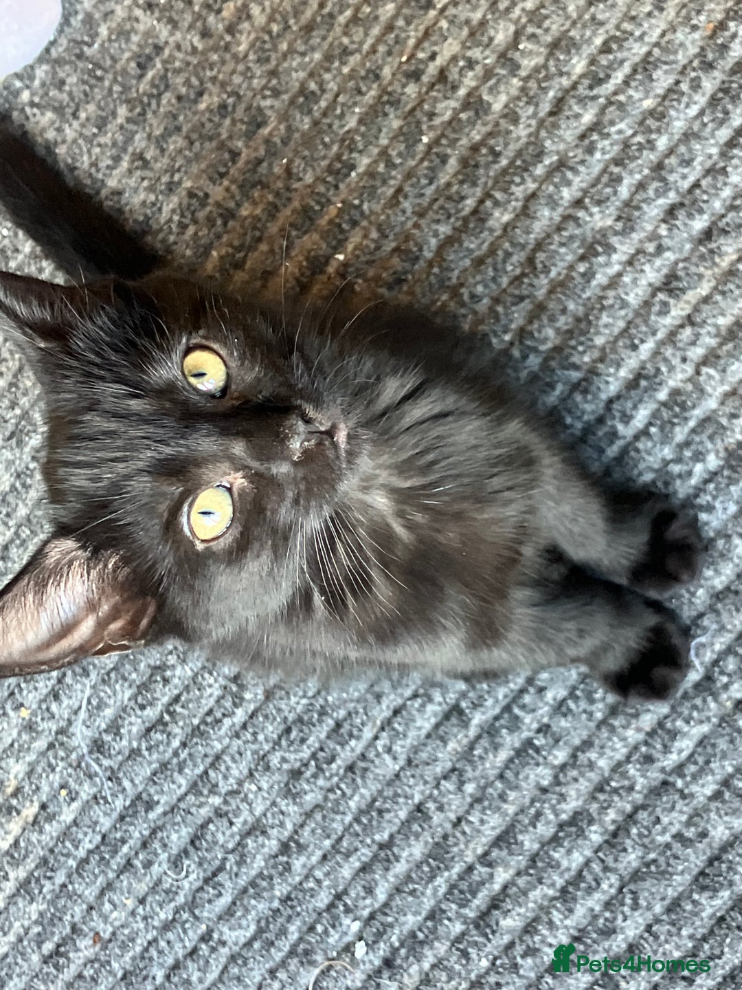 Mixed Breed cats for sale: 3 Black/brown striped Tabby cross Kittens  - Image 7