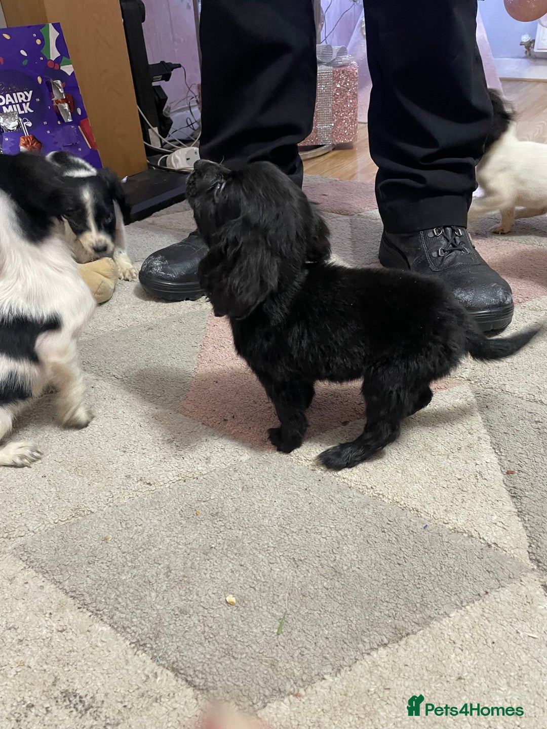 Sprocker dogs for sale: Sprocker Spaniel Puppies - Advert 12