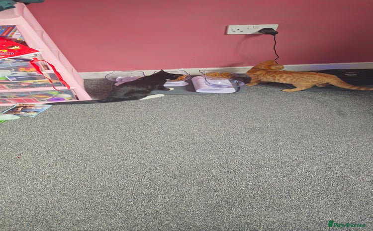 Mixed Breed cats - Advert 2