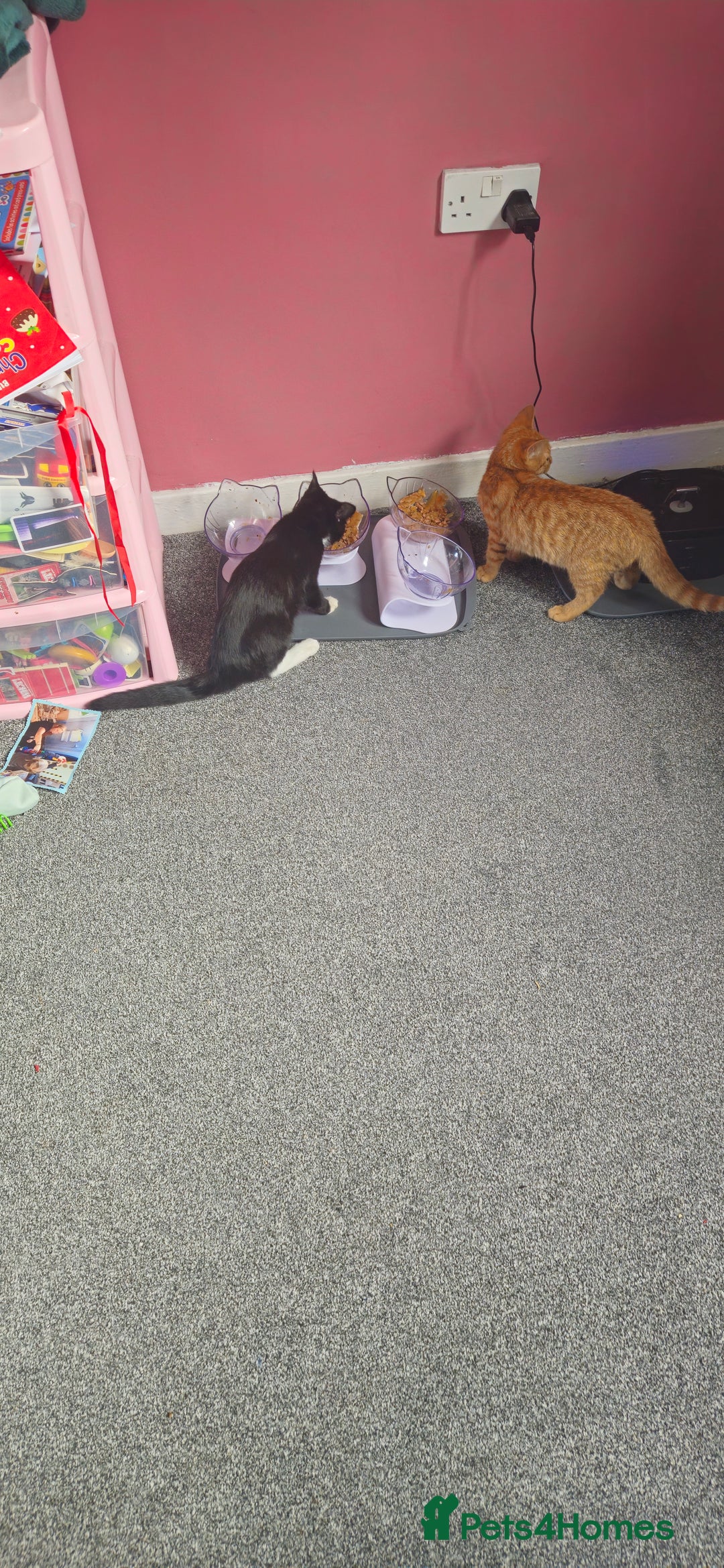 Mixed Breed cats for sale: 2 kittens  - Image 1