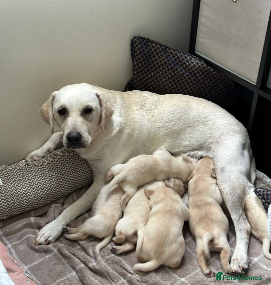 Labrador Retriever dogs for sale: 🐾 adorable Labrador Puppies- Taking Deposits Now - Image 6