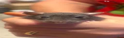 Rat rodents for sale: Male and female rats ready for their forever home - Advert 4