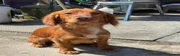 Cocker Spaniel dogs for sale: Cocker spaniel puppies  in Canterbury - Advert 2