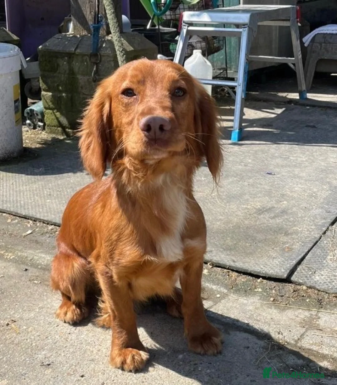 Cocker Spaniel dogs for sale: Cocker spaniel puppies  in Canterbury - Advert 2