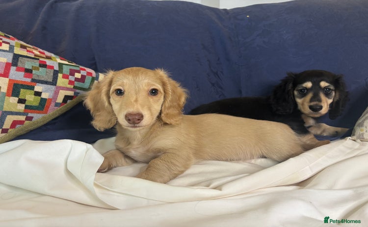 Miniature Dachshund dogs - Advert 3