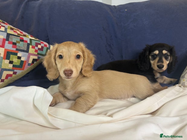 Miniature Dachshund dogs - Advert 1