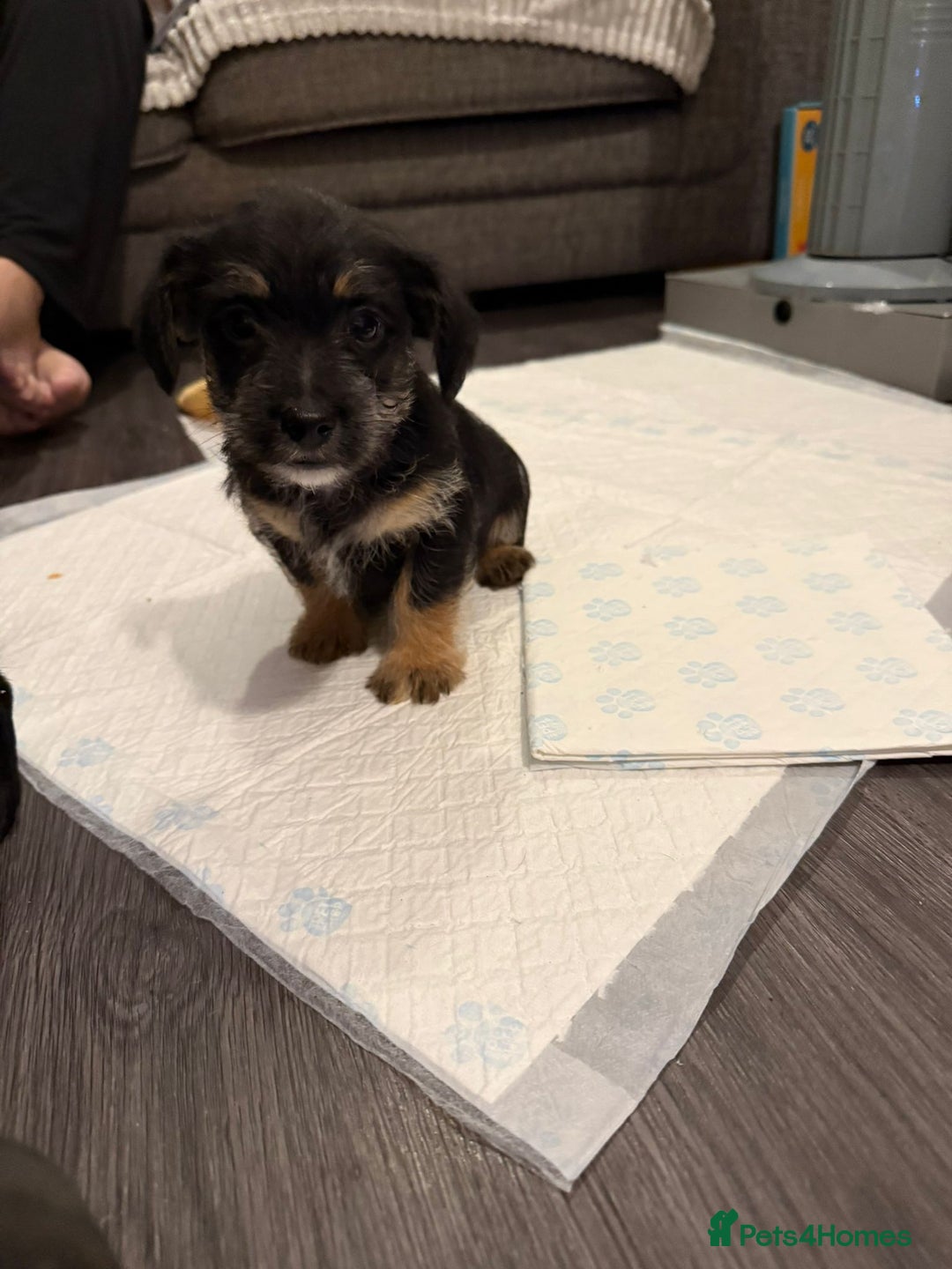 Patterdale Terrier dogs for sale: Patterdale terrier puppies for sale  - Advert 3