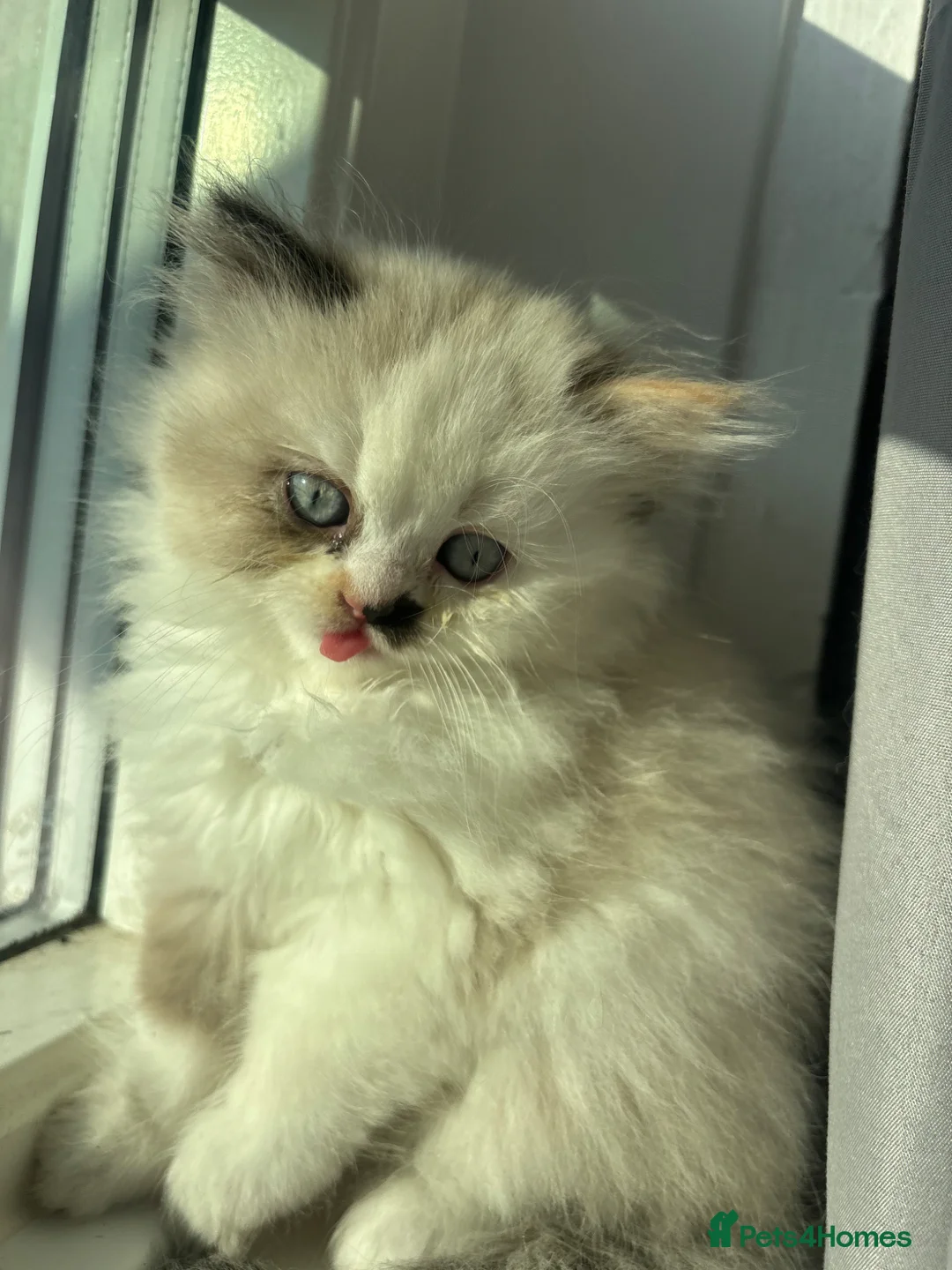 Persian cats for sale: persian chinchilla - Advert 1