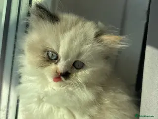 Persian cats persian chinchilla - Advert 3