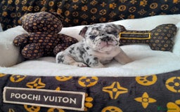 French Bulldog dogs for sale: French bulldog , merle, platinum, fluffy carriers. - Image 17