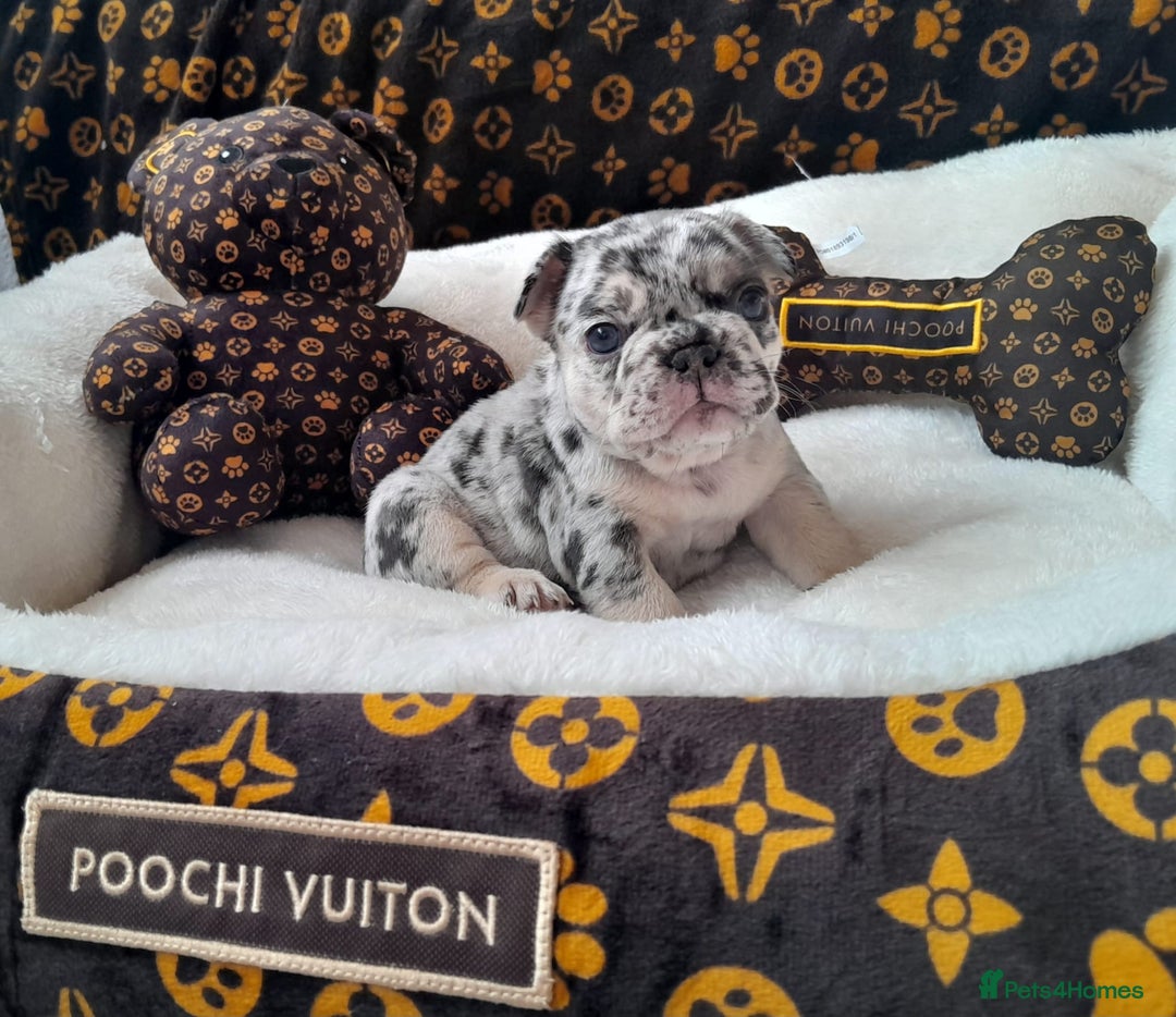 French Bulldog dogs for sale: French bulldog , merle, platinum, fluffy carriers. - Image 17