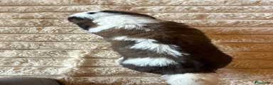 Saint Bernard Puppy 1