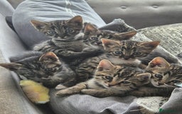 Savannah cats for sale: Savannah kittens ready to leave 24th October  - Image 2