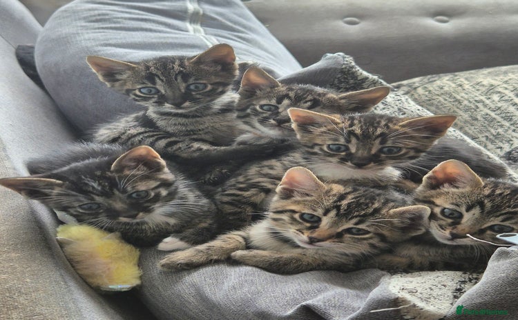 Savannah cats - Advert 5