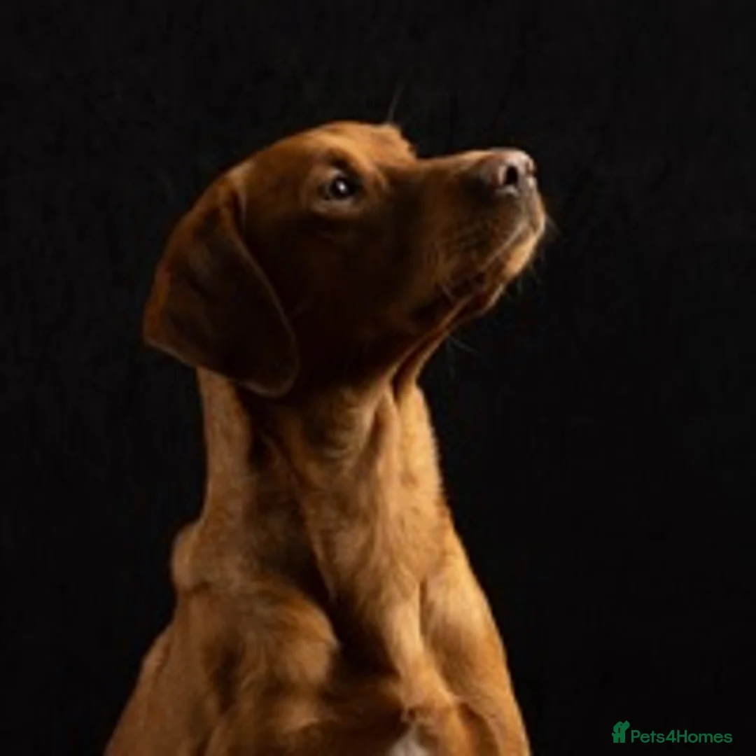 Labrador Retriever dogs for stud: Fox red Labrador for stud in Burnley - Advert 3