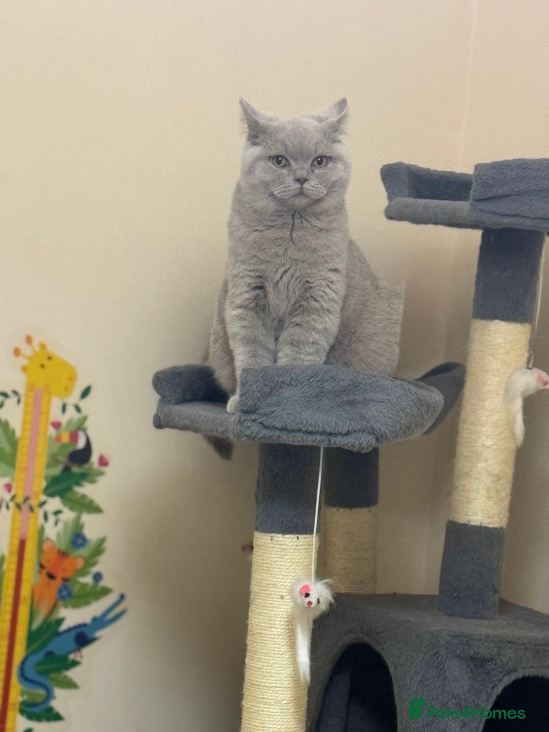 British Shorthair cats for sale: British shorthair  - Image 12