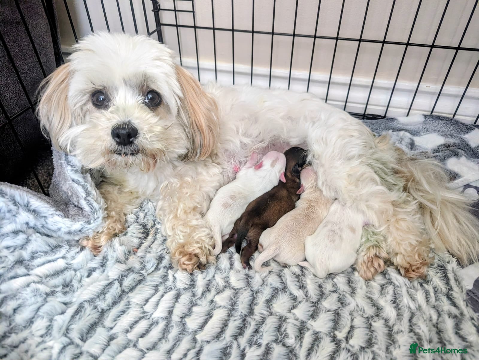 Malshi dogs 2 Malshi girls for sale to loving homes - Advert 2
