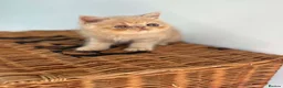 Exotic cats for sale: Stunning exotic kittens high quality m - Advert 37