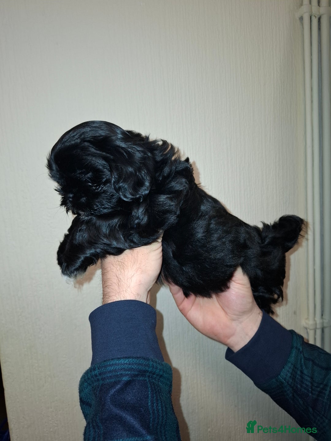 Shih Tzu dogs for sale: 2 boy shih tzu for sale  - Advert 3