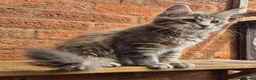 Maine Coon cats for sale: 2 Beautiful Maine coon kittens - Advert 11