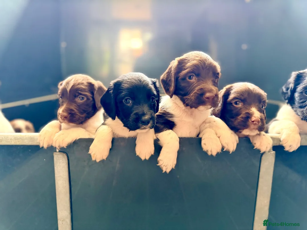 English Springer Spaniel dogs for sale: KC FTCH English Springer Spaniel Puppies - Advert 2