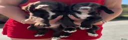 Cocker Spaniel dogs for sale: Ready Now KC reg Working Cocker Spaniels - Advert 3